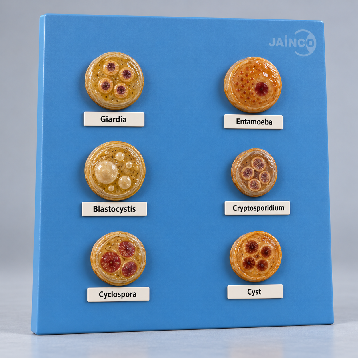 Cyst of Intestinal Protozoa of Man Model